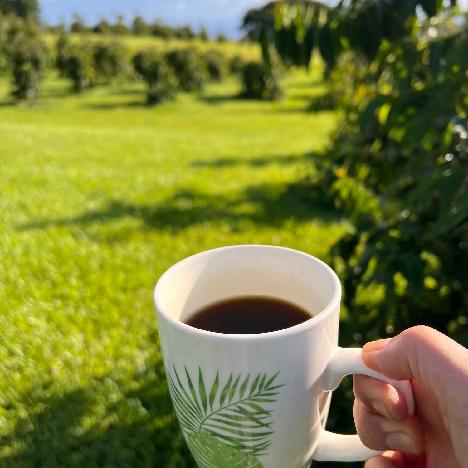 Brewed coffee overlooking orchard 