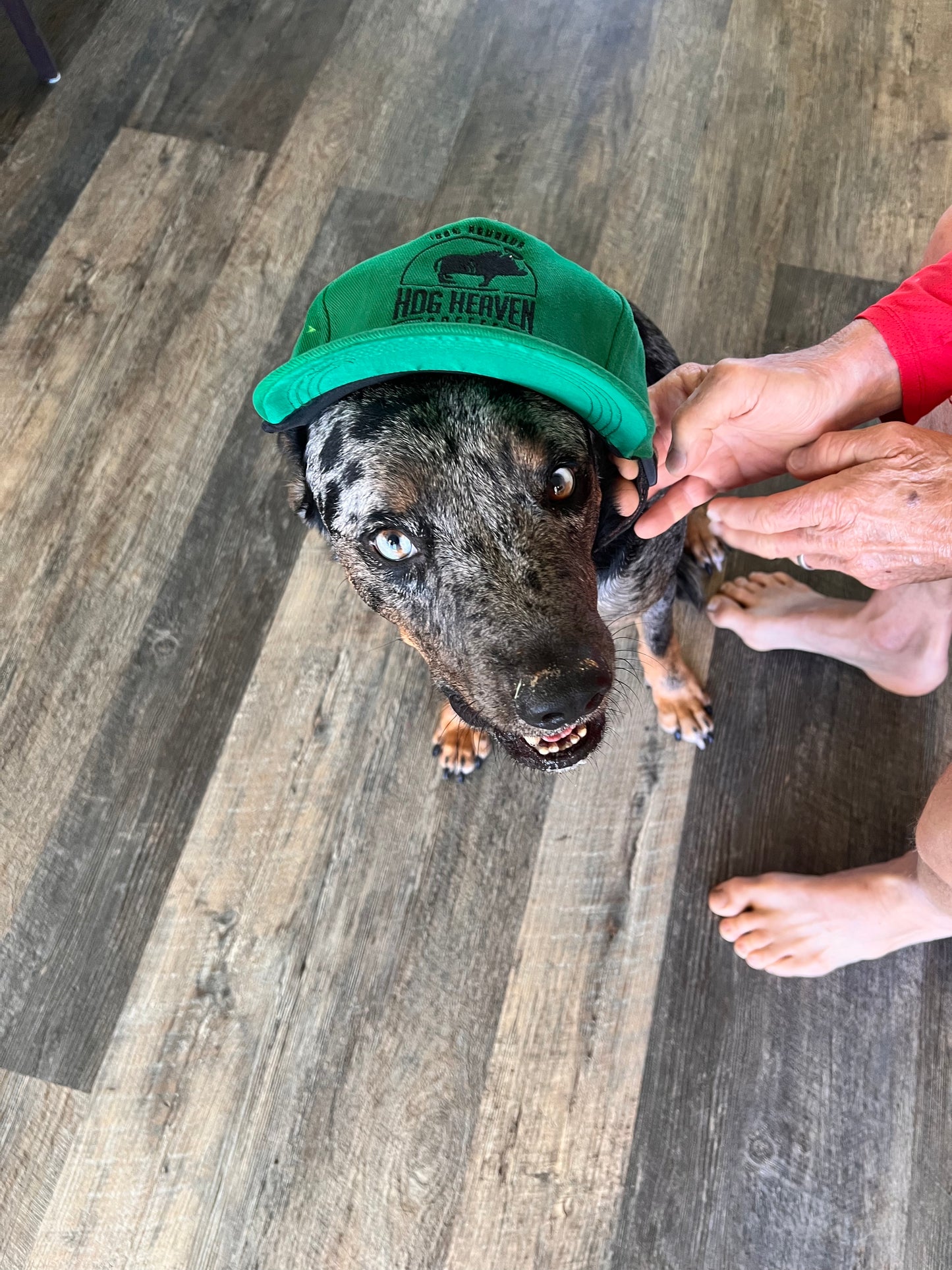 Dog wearing Hog Heaven Coffee hat green color looking up a