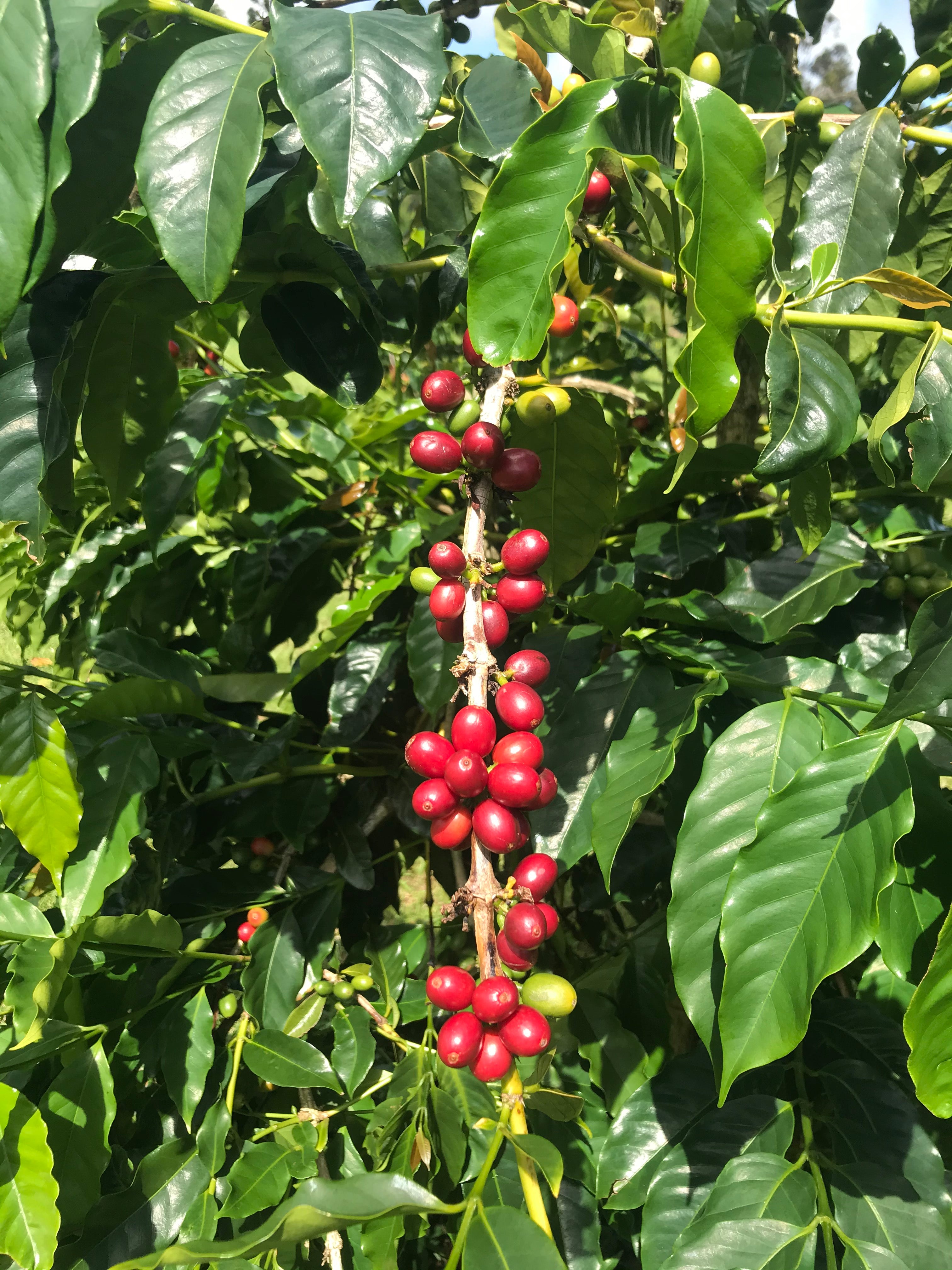 branch filled with red coffee cherries