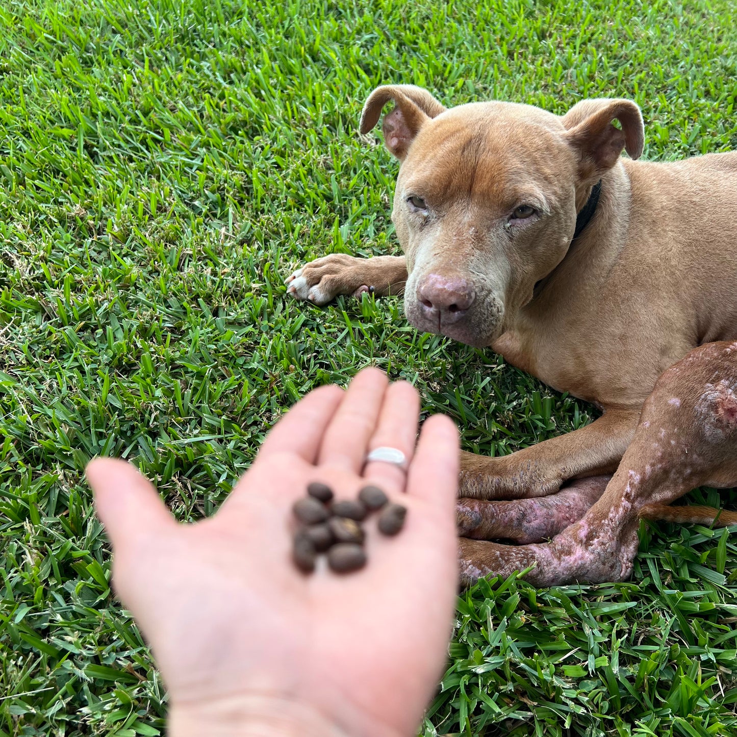 Hazel our dog focused on hand with roasted coffee beans