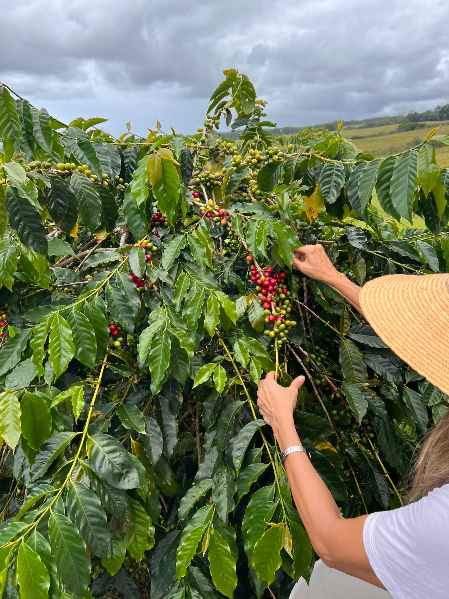 coffee cherry picking