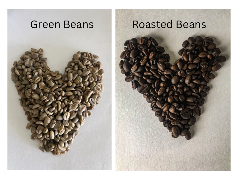 side by side of green coffee vs roasted coffee