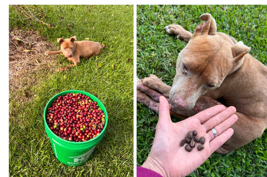 Pic of Hazel coffee princess guarding coffee cherries