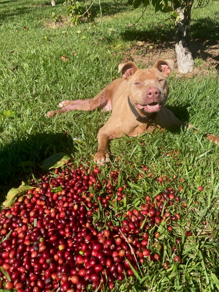 dog surrounded by red coffee cherries