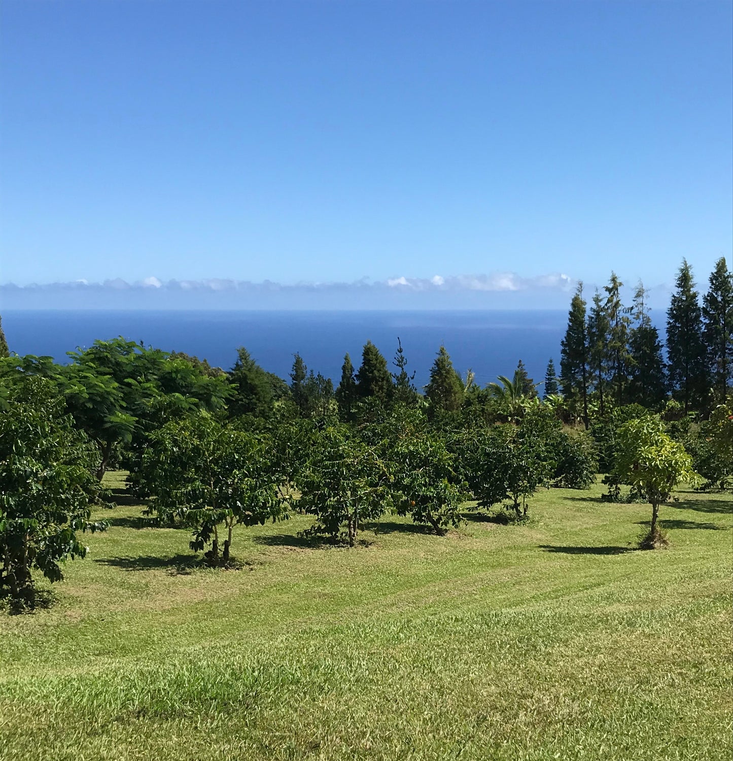 image of Hog Heaven Coffee farm overlooking pacific ocean