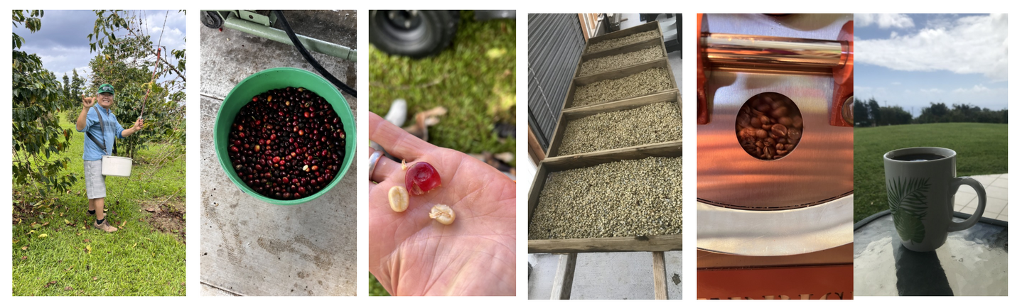 Hāmākua Medium Roast Coffee