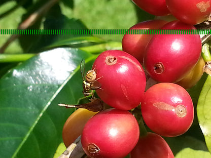 Hāmākua Medium Roast Coffee