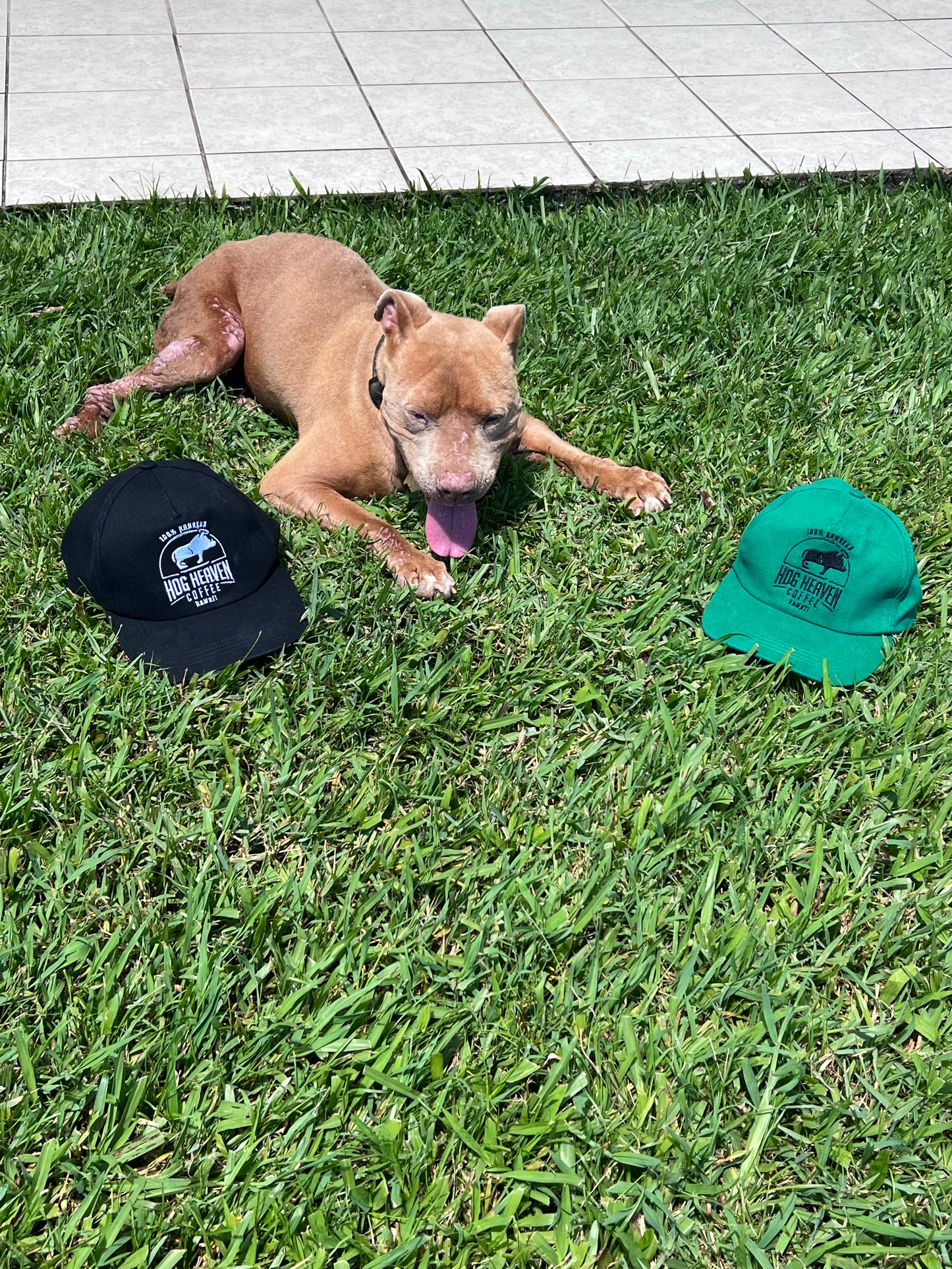 Two baseball caps, one black and one green, with the Hog Heaven Coffee logo on the front, displayed on green grass with a dog lying beside them.