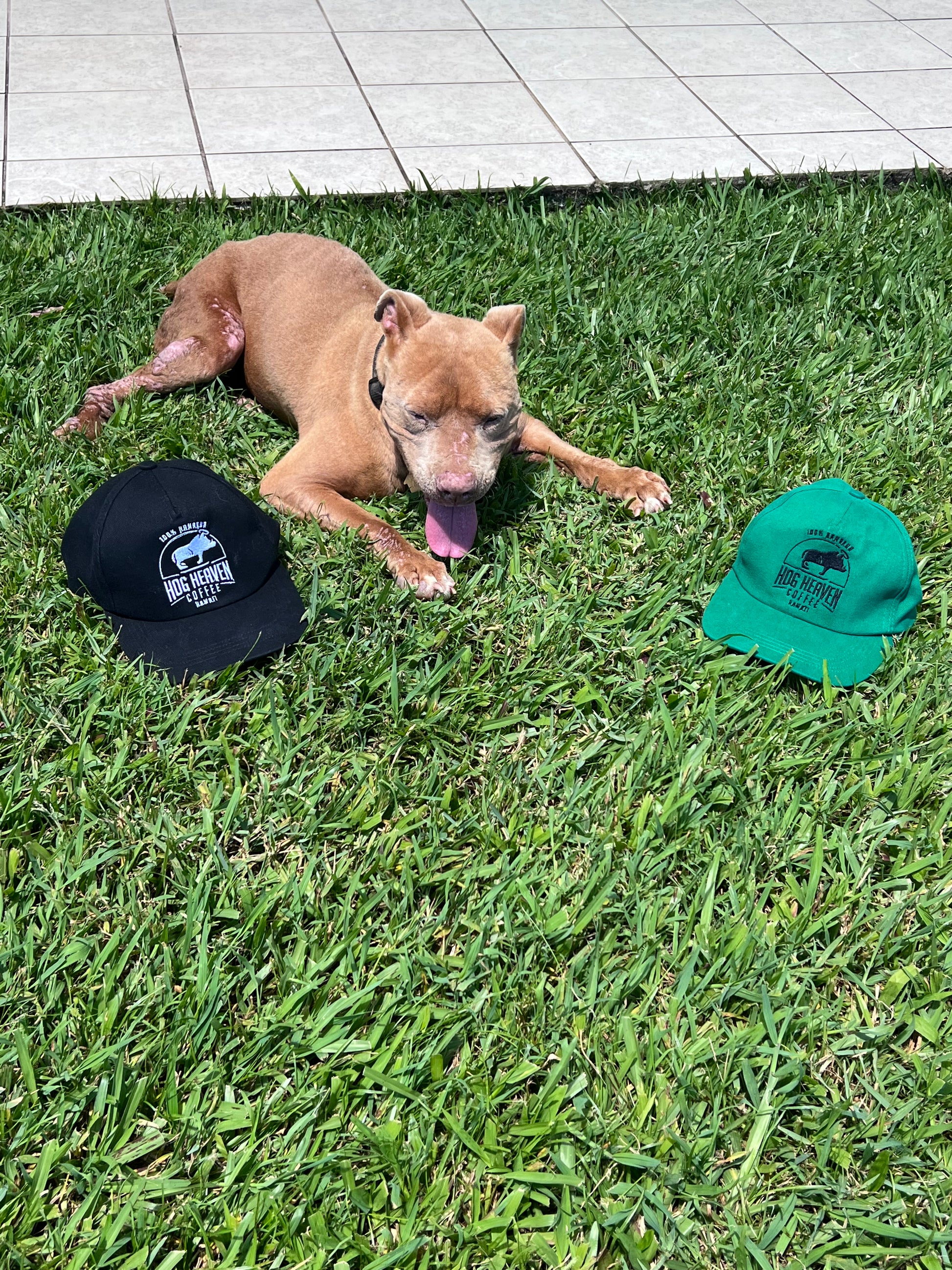Two baseball caps, one black and one green, with the Hog Heaven Coffee logo on the front, displayed on green grass with a dog lying beside them.