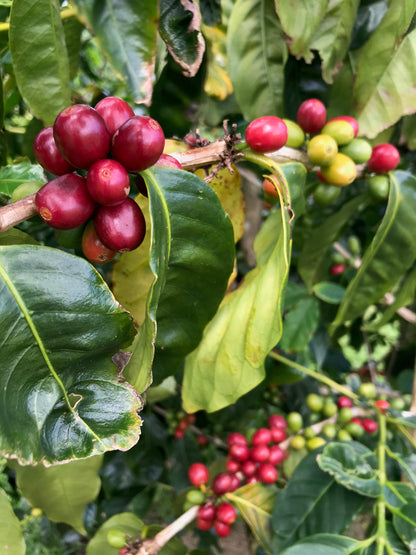 coffee cherries on branch