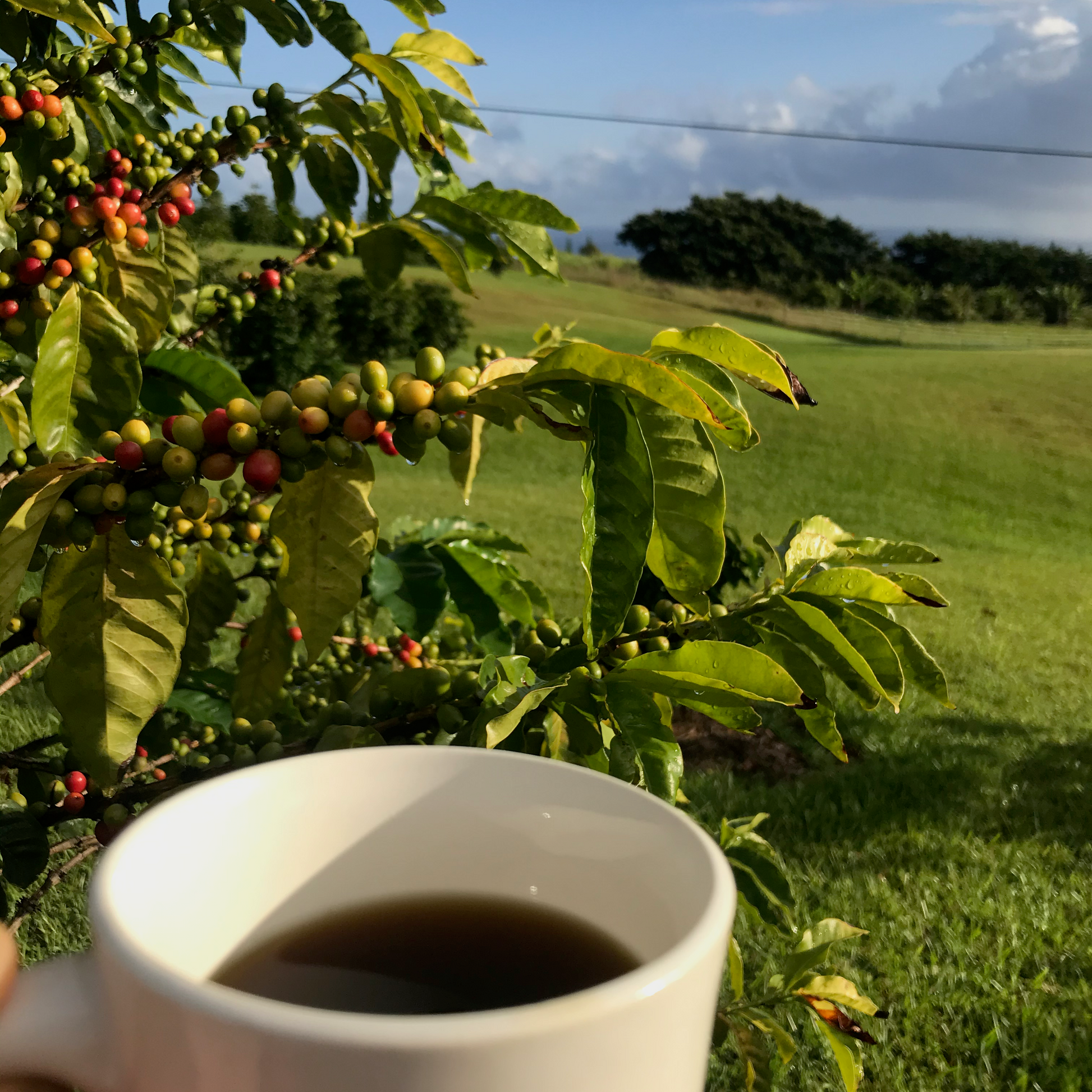 cup of hāmākua coffee next to coffee tree
