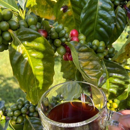 coffee under coffee tree surrounded by beans