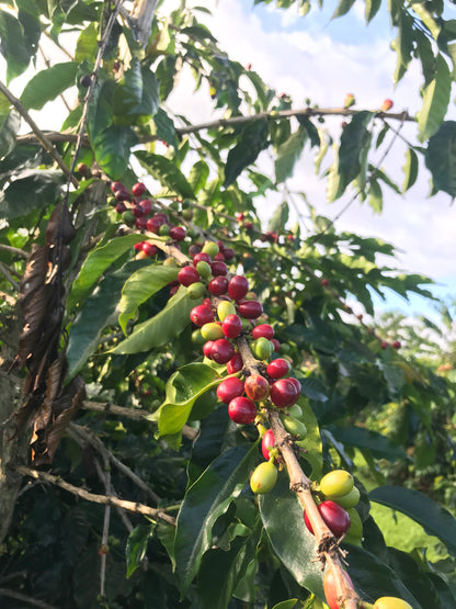 red coffee cherries on branch